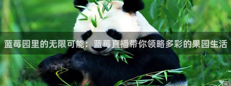 飞速直播足球：蓝莓园里的无限可能：蓝莓直播带你领略多彩的果园生活